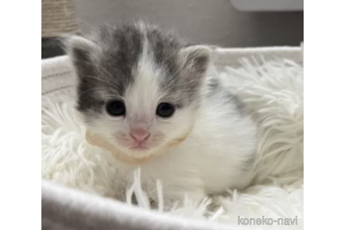 成約済の北海道のその他の猫種-79865